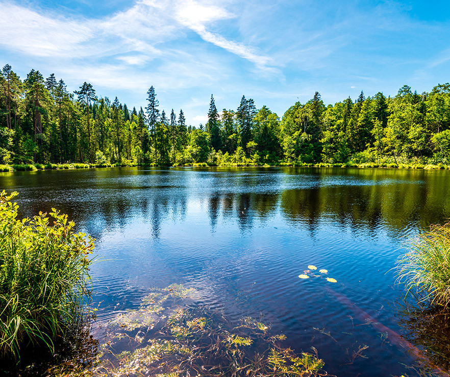 aroma cítrico herbal oriental white Senzo Boutique