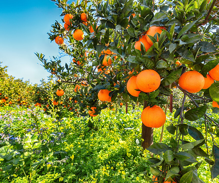 aroma cítrico muro blanco senzo boutique
